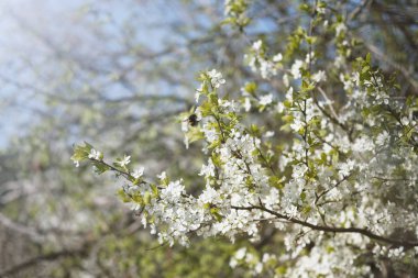 Çiçekli elma ağacı ve yeşil bir bahçe arka plan üzerinde bir yaban arısı Dalı. 