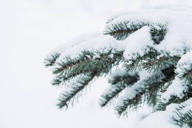 Beyaz taze kar ile Noel dökmeyen ladin ağacı. Güzel kış sezonu arka plan. 