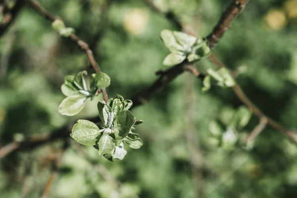 Гілка яблуні з молодим маленьким зеленим листям на зеленому фоні — стокове фото