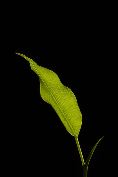 Зеленый лист фикуса бенджамина на черном фоне
