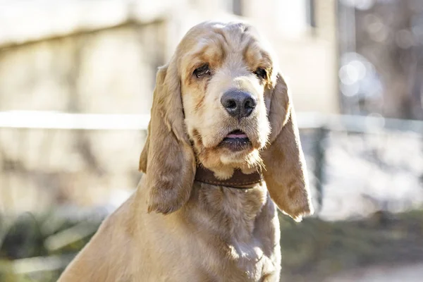 Cocker Spaniel hondenras portret — Stockfoto