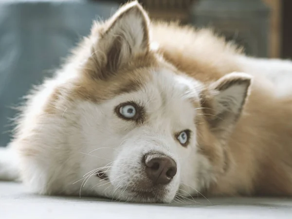 Portret van de prachtige Siberische husky hond. Husky met mooie blauwe ogen. — Stockfoto