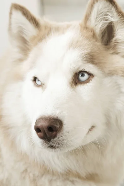 Portret van de prachtige Siberische husky hond. Husky met mooie blauwe ogen. — Stockfoto