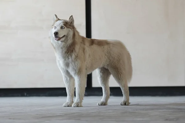 Portret van beige en wit schattig en gelukkig Siberische husky hond. Husky met mooie blauwe ogen. — Stockfoto