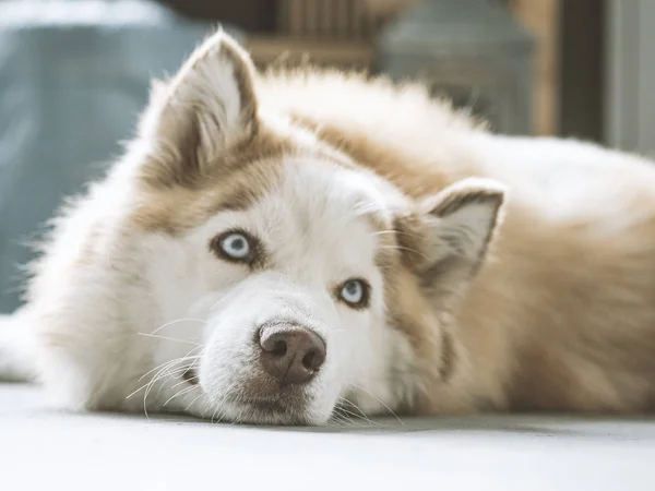 Portret van de prachtige Siberische husky hond. Husky met mooie blauwe ogen. — Stockfoto