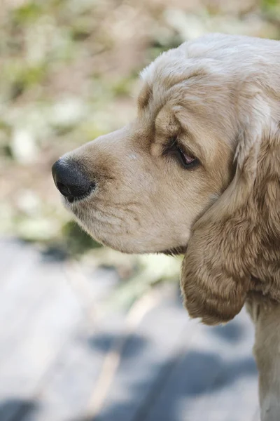 Cocker Spaniel RAS portret — Stockfoto