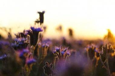 Gün batımında phacelia güzel mor çiçekler. Arılar için çiçekler, arıcılık