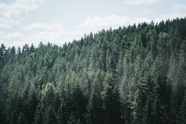 Mlhavé lesy v ponuré krajině. Stromy v ranní mlze — Stock fotografie