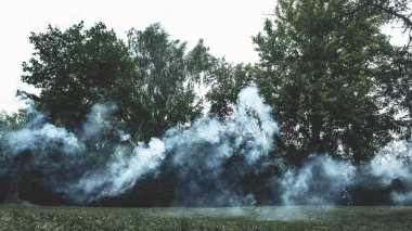 Kasvetli bir manzara içinde sisli orman. Sabah sis ağaçları