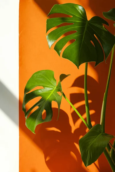 Monstera na słońcu. Piękne połączenie kolorów: zielony, biały, pomarańczowy. Szczegóły nowoczesnego wnętrza. — Zdjęcie stockowe
