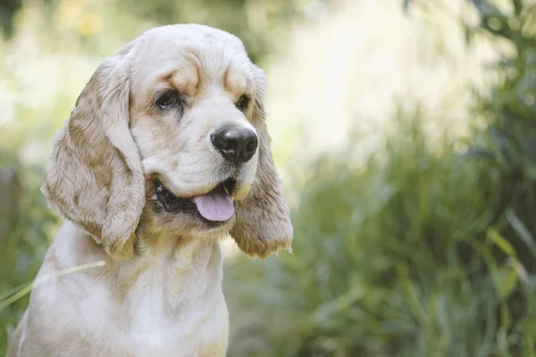 Cocker Spaniel RAS portret — Stockfoto