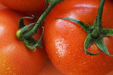 arka planda domates ile mükemmel taze kırmızı ıslak domates, çok yumuşak odak, süper makro shot. Sağlıklı beslenme kırmızı olgun çiğ sebze domates gıda