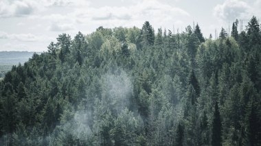 Kasvetli bir manzara içinde sisli orman. Sabah sis ağaçları
