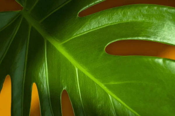 Monstera in the sun. Beautiful combination of colors: green and orange. Details of the modern interior. Interior Design.