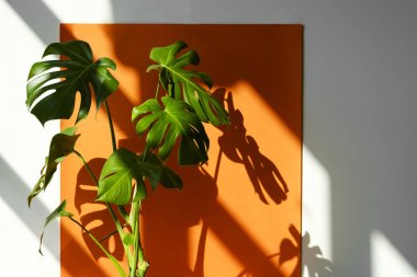 Canavar güneşte. Renklerin güzel kombinasyonu: yeşil, beyaz, turuncu. Modern iç mekanın ayrıntıları. İç çiçekler