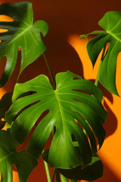 Monstera in the sun. Beautiful combination of colors: green and orange. Details of the modern interior. Interior Design. Minimalism concept.