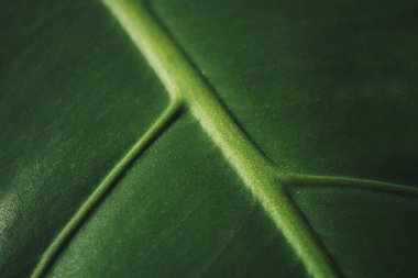 Monstera yaprağı yakın çekim. Modern iç mekanın ayrıntıları. İç Tasarım. 