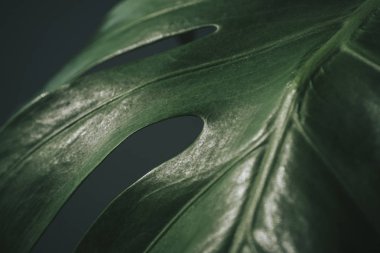 Monstera yaprağı yakın çekim. Modern iç mekanın ayrıntıları. İç Tasarım. 