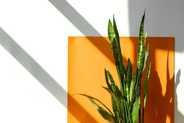 Esrar ev ve bahçe konseptinde Sansevieria trifasciata, Asparagaceae  