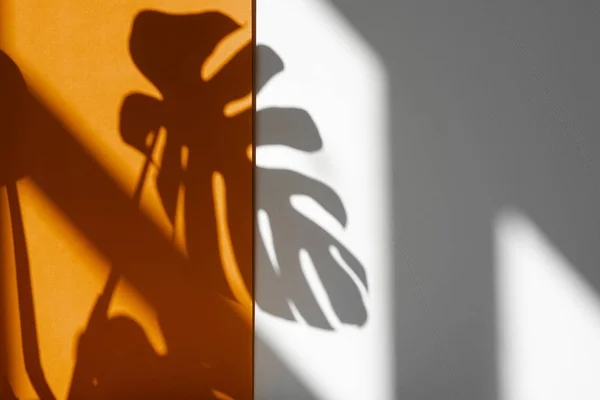 Shadow from Monstera. Monstera in the sun. Beautiful combination of colors: white and orange. Details of the modern interior.