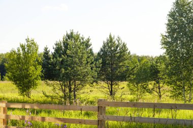 Çitin arkasında genç yeşil ağaçlar yetişir. Ekoloji, ormancılık, köyler kavramı.