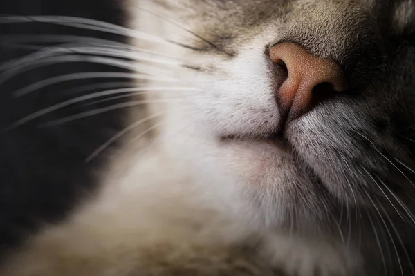 어두운 배경에 아름다운 회색 고양이의 초상화 — 스톡 사진