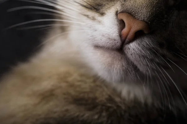 Портрет красивой серой кошки на тёмном фоне — стоковое фото