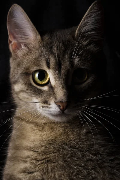 Retrato de um belo gato cinza em um fundo escuro — Fotografia de Stock