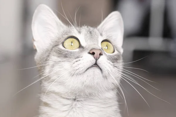 Hafif bir arka plan üzerinde sürpriz bir kedi portresi, yakın çekim, — Stok fotoğraf