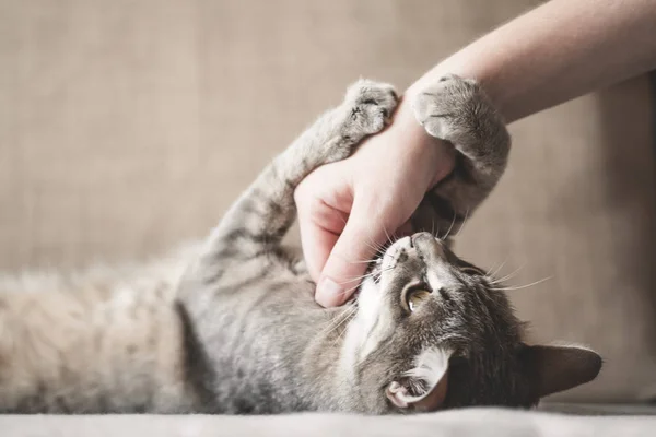Χαριτωμένο γκρι γάτα παίζει με το ανθρώπινο χέρι, ενώ βρίσκεται στον καναπέ — Φωτογραφία Αρχείου