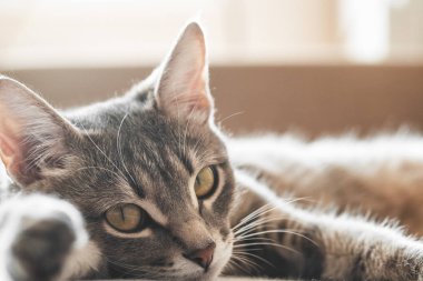 oturma odasında bir kanepe üzerinde yatan gri kedi, yakın. Evcil hayvan ve insanlar