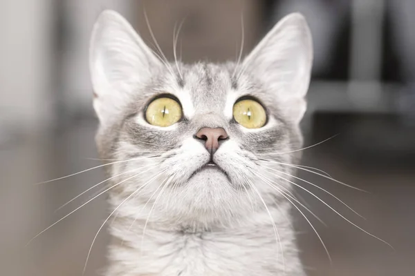 Πορτραίτο μιας ξαφνιασμένος γάτας, κοντινό, σε ελαφρύ φόντο — Φωτογραφία Αρχείου