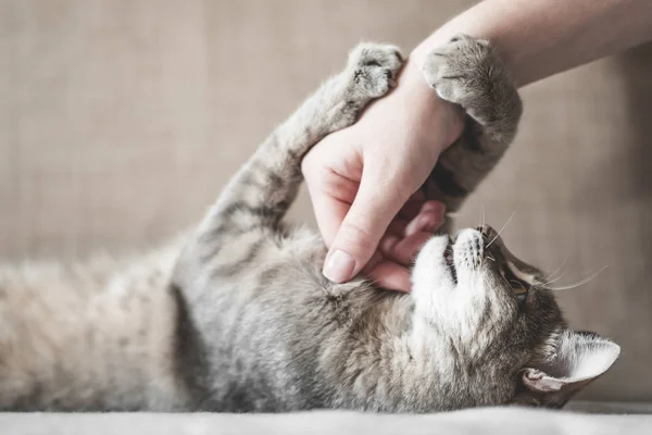 Gato de rayas grises con la mano de las mujeres sobre un fondo marrón. Mascotas y personas — Foto de Stock
