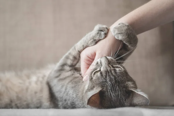 Серый полосатый кот с женской рукой на коричневом фоне. Всемирный день домашних животных. — стоковое фото
