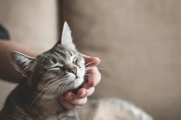 Γκρι ριγέ γάτα με γυναικείο χέρι σε καφέ φόντο. Παγκόσμια ημέρα κατοικίδιων ζώων. — Φωτογραφία Αρχείου