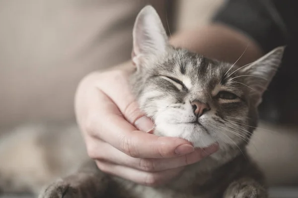 Gato de rayas grises con la mano de las mujeres sobre un fondo marrón. Día Mundial de las Mascotas. — Foto de Stock
