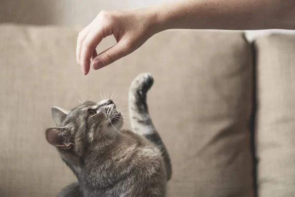 灰条纹猫，女性手放在棕色背景上。世界宠物日. — 图库照片