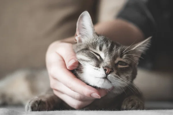 Gato de rayas grises con la mano de las mujeres sobre un fondo marrón. Día Mundial de las Mascotas. —  Fotos de Stock