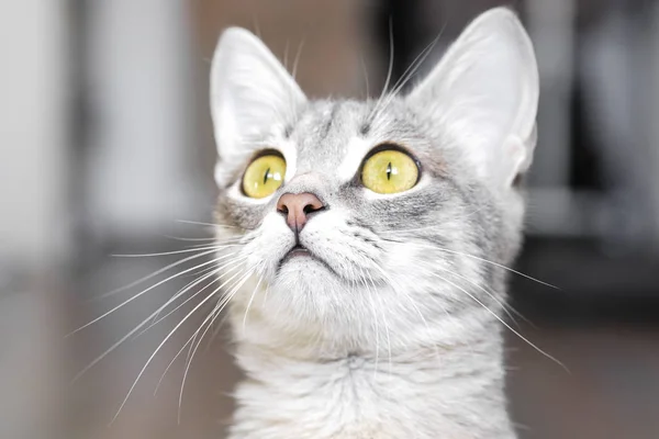 Güzel gri bir kedi portresi, yakın çekim, hafif bir arka plan üzerinde — Stok fotoğraf