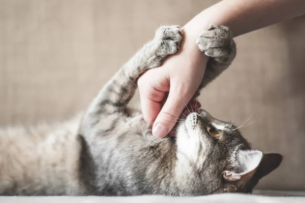 Gato listrado cinza com as mulheres mão sobre um fundo marrom . — Fotografia de Stock