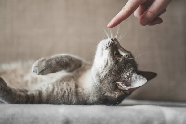 Grijze gestreepte kat met dames hand op een bruine achtergrond. Huisdier en mensen — Stockfoto