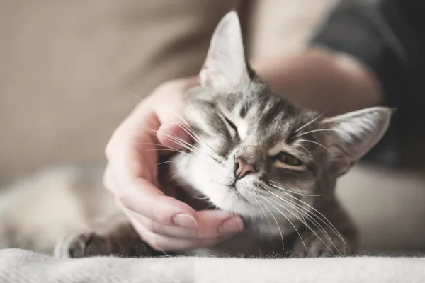 Gato de rayas grises con la mano de las mujeres sobre un fondo marrón. Día Mundial de las Mascotas. — Foto de Stock