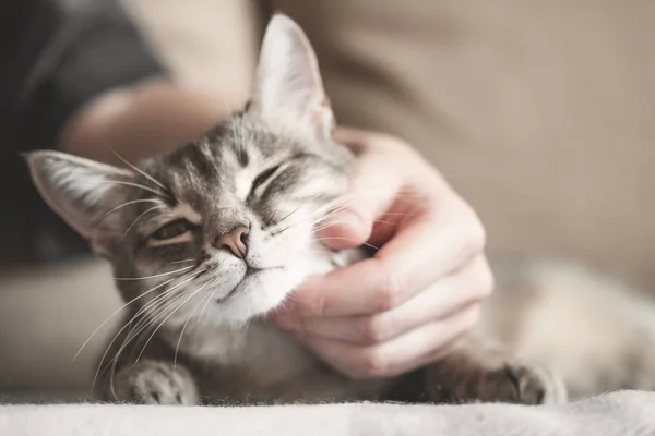 Cute gray cat playing with human hand while lying on sofa. Pet and people.