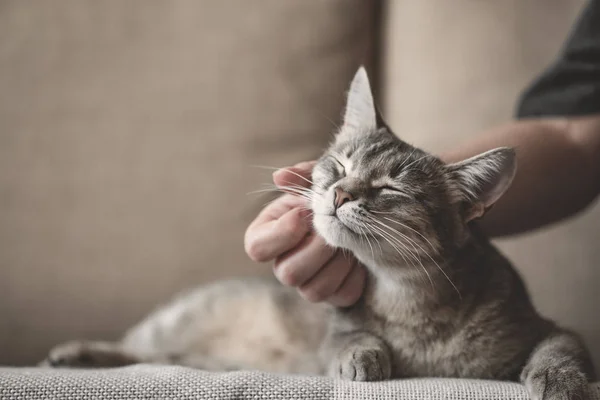 Grau gestreifte Katze mit Frauenhand auf braunem Hintergrund. Welttag der Haustiere. — Stockfoto