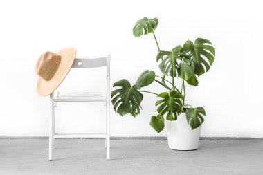 Monstera ya da İsviçre Peynir bitkisi beyaz saksıda duruyor ahşap tezgah üzerinde ve deve renkli şapka açık arkaplanda. Modern asgari yaratıcı ev dekorasyonu konsepti, bahçe odası