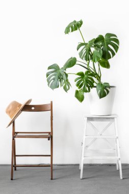 Monstera ya da İsviçre Peynir bitkisi beyaz saksıda duruyor ahşap tezgah üzerinde ve deve renkli şapka açık arkaplanda. Modern asgari yaratıcı ev dekorasyonu konsepti, bahçe odası