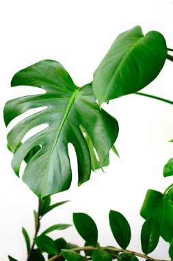 Monstera leaves decorating for composition design.Monstera deliciosa leaf or Swiss cheese plant in pot tropical leaves background. Stylish and minimalistic urban jungle interior. clipart
