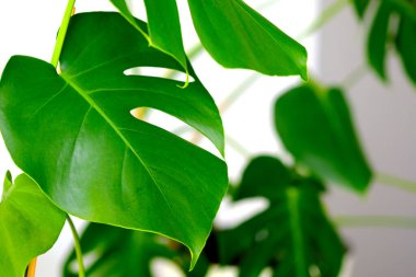 Monstera kompozisyon tasarımı için dekorasyon yapar. Monstera deliciosa yaprağı ya da tropikal yaprak içinde İsviçre peyniri bitkisi. Şık ve minimalist şehir içi..