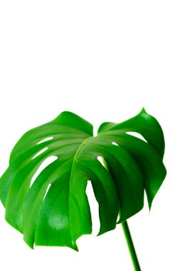 Monstera leaves decorating for composition design.Monstera deliciosa leaf or Swiss cheese plant in pot tropical leaves background. Stylish and minimalistic urban jungle interior. clipart
