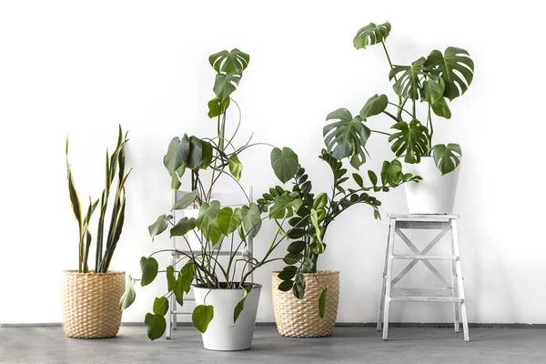 Espaço Elegante Preenchido Com Muitas Plantas Verdes Modernas Com Vários — Fotografia de Stock